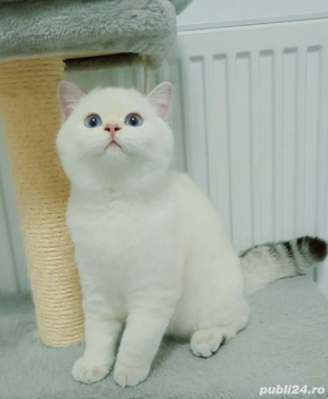 british shorthair   scotish straight - imagine 2