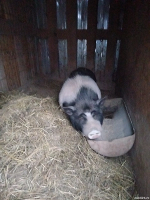 Vând purcea și vier vietnamez  - imagine 4