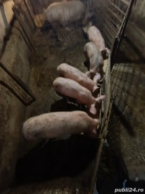 vand porci 800 lei bucata 