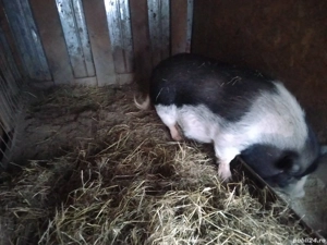 Vând purcea și vier vietnamez 