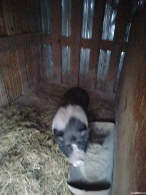 Vând purcea și vier vietnamez  - imagine 2