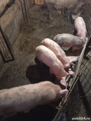 vand porci 800 lei bucata  - imagine 2