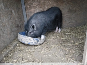 Vând purcea și vier vietnamez  - imagine 5