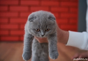 Cumapara in Siguranta - Scottish Fold Blue direct de la crescator