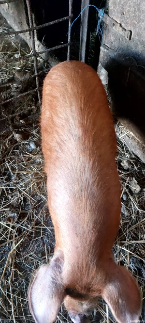 Vand 2 godini DUROC și BAZNA la 40-45 kg - imagine 2