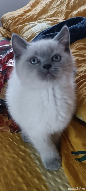 British Shorthair bluepoint!!!