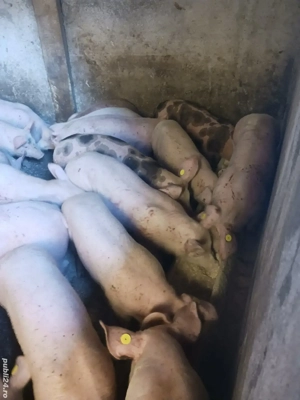 vând purcei și soldani diferite mărimi 