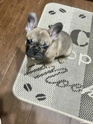 Bulldog Francez- 3 luni - imagine 3