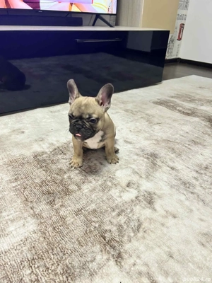 Bulldog Francez- 3 luni