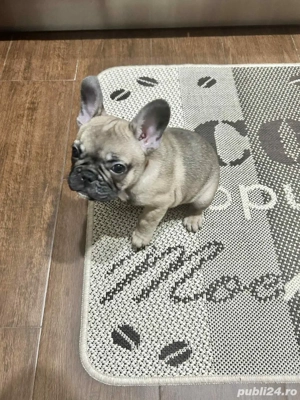 Bulldog Francez-3luni  - imagine 3