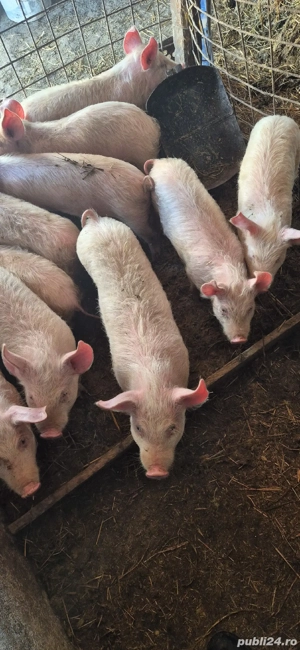 Vând purcei  - imagine 3