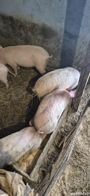 Vând purcei  - imagine 4