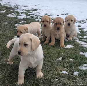 Pui Femele Labrador Retriever - imagine 2