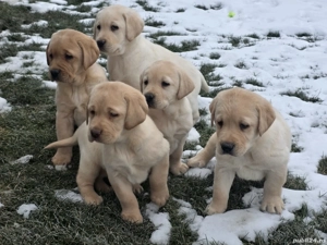 Pui Femele Labrador Retriever - imagine 3