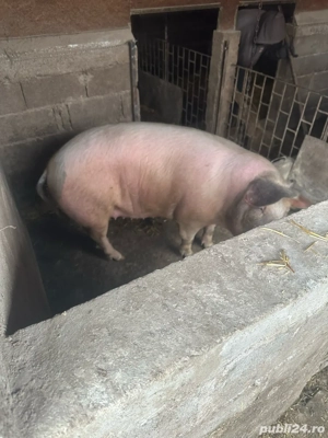  ceva fraget - imagine 3