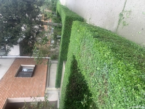 Taieri de primăvară la pomi fructiferi 