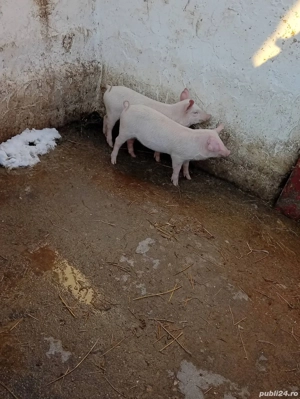 Vand 2 purcei, 400 lei bucata și perechea 800 lei în 8 săptămâni doar la numar de telefon  