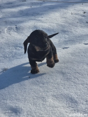 Pui Teckel sârmos!!! - imagine 5
