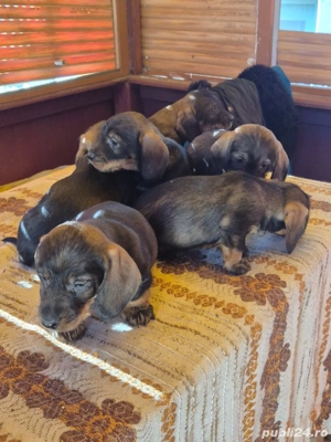 Pui Teckel sârmos!!! - imagine 2