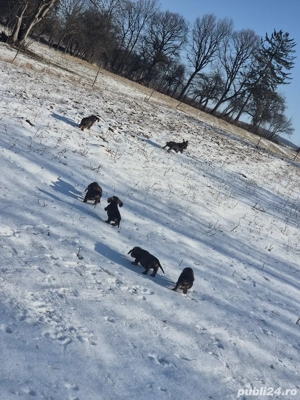 Pui Teckel sârmos!!! - imagine 3