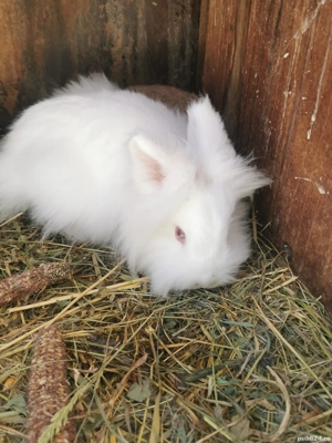 Iepure cap de leu - imagine 3