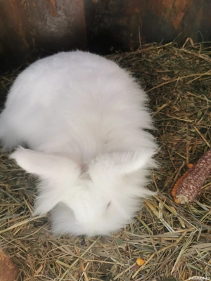 Iepure cap de leu - imagine 2