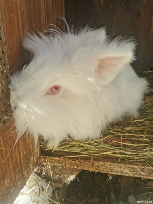 Iepure cap de leu - imagine 4