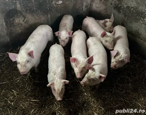 purcei de carne  - imagine 3