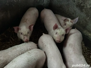 purcei de carne  - imagine 2