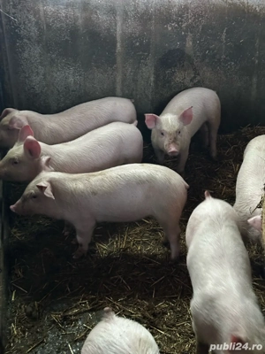 purcei de carne  - imagine 4