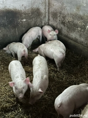 purcei de carne  - imagine 5