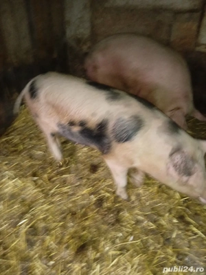 vand porci  de carne  - imagine 2