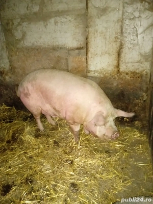 vand porci  de carne  - imagine 3