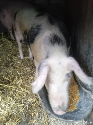 vand porci  de carne  - imagine 5