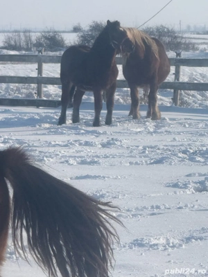 mânz de 11 luni de vânzare - imagine 2