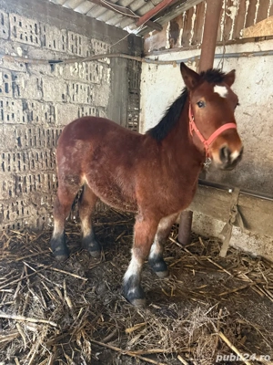 mânz de 11 luni de vânzare - imagine 3