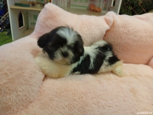 Pui Shih Tzu de calitate, cu garanție medicală - imagine 2