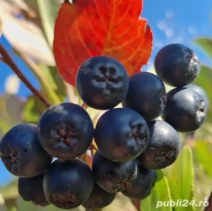 Suc de aronia cu mar 100% natural