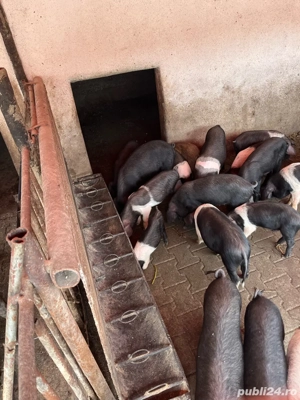 Vând purcei - imagine 5