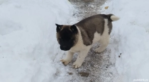 akita american - imagine 3