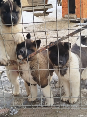 akita american - imagine 2