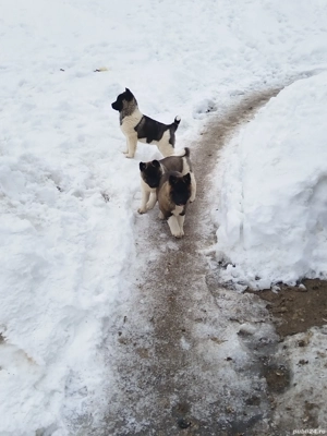 akita american - imagine 5