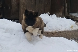 akita american - imagine 4