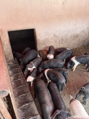 Vând purcei - imagine 4