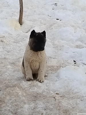 akita american