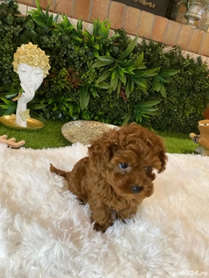 Pui rasa Caniche Pudel Red Mini Toy de calitate, cu garanție medicală - imagine 3