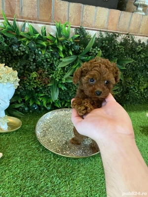 Pui rasa Caniche Pudel Red Mini Toy de calitate, cu garanție medicală - imagine 2