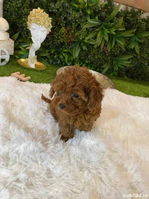 Pui rasa Caniche Pudel Red Mini Toy de calitate, cu garanție medicală
