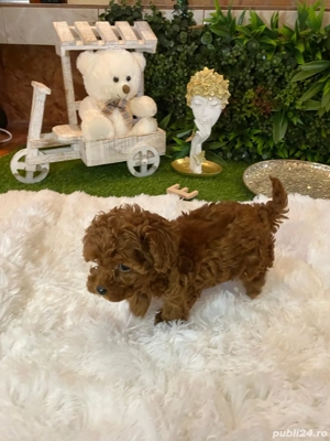 Pui rasa Caniche Pudel Red Mini Toy de calitate, cu garanție medicală - imagine 5
