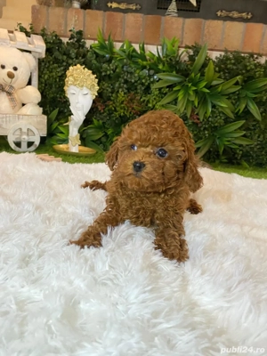 Pui rasa Caniche Pudel Red Mini Toy de calitate, cu garanție medicală - imagine 4